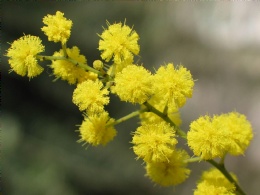 Acacia Extract