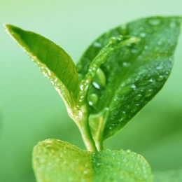 Green Tea Exreact