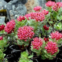 Rhodiola Rosea Extract