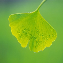 Ginkgo Biloba Extract