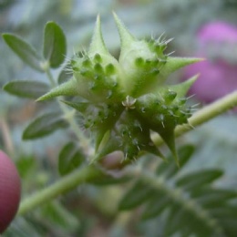 Tribulus terrestris  Extract