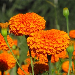 Marigold Extract