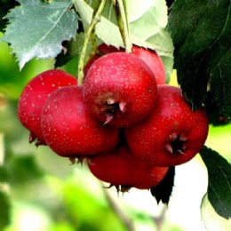 Hawthorn Leaf Extract