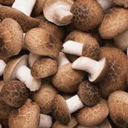 Shiitake Mushroom Extract