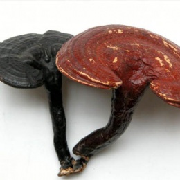 Reishi Mushroom Extract