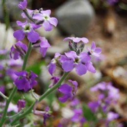Alfalfa Extract Powder