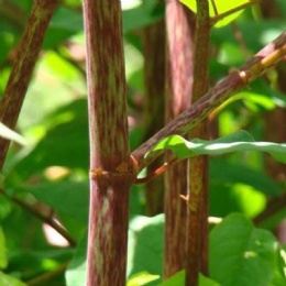 Giant Knotweed Extract