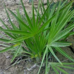 Saw Palmetto Berry Extract